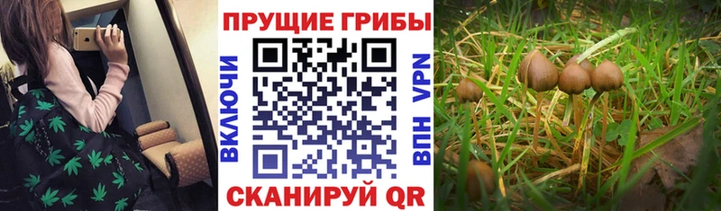 дарнет шоп дарк нет формула Псилоцибиновые грибы мухоморы Краснознаменск