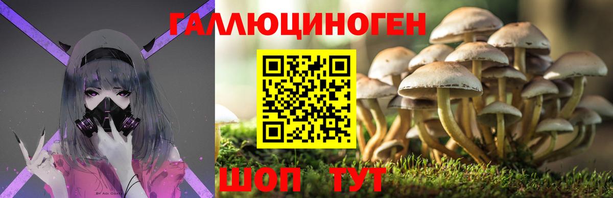 Псилоцибиновые грибы мицелий Краснознаменск